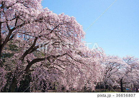 桜満開 伊那市春日公園 桜満開 伊那市春日公園 36656807