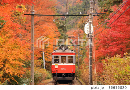 箱根登山鉄道と紅葉 36656820