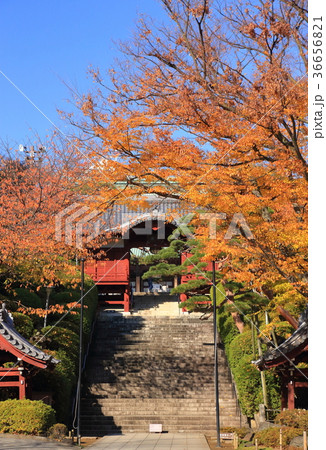 護国寺の紅葉 36656821