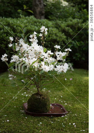 苔玉 白い花の木の写真素材