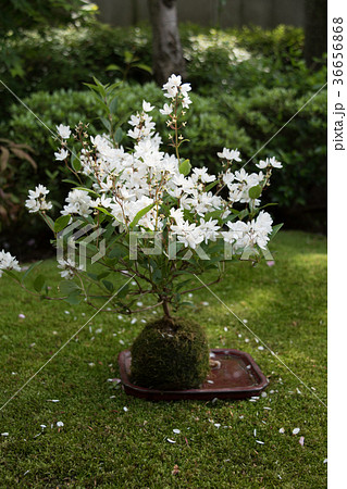 苔玉 白い花の木の写真素材