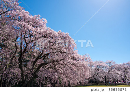 桜満開 伊那市春日公園 桜満開 伊那市春日公園 36656871
