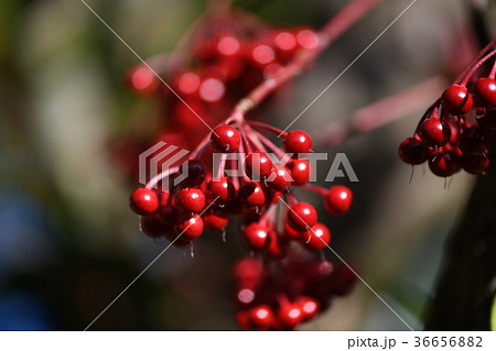 マンリョウの実 36656882