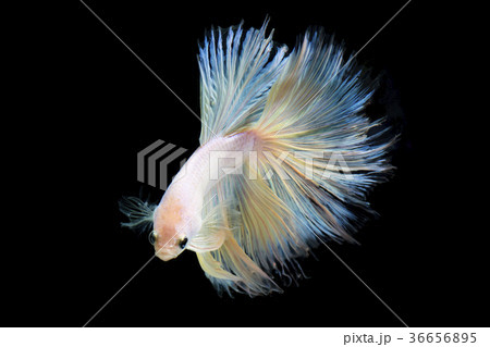 Pearl betta fish, siamese fighting fish  Pearl betta fish, siamese fighting fish  36656895