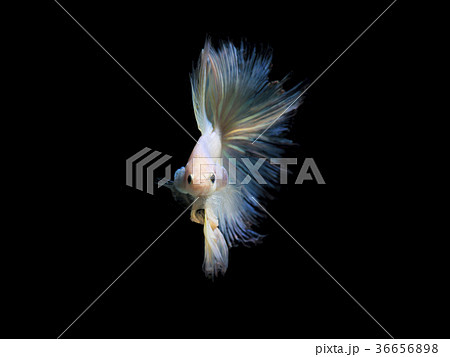 Pearl betta fish, siamese fighting fish  Pearl betta fish, siamese fighting fish  36656898