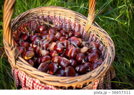 Chestnuts in the basket on the garden. 36657311
