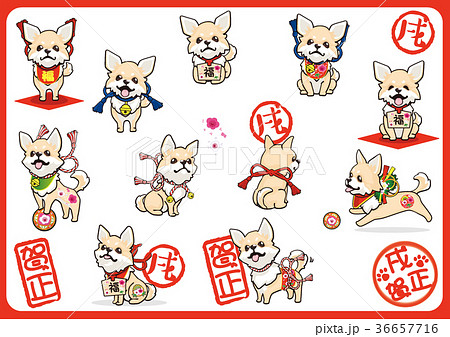 年賀用チワワ03 36657716