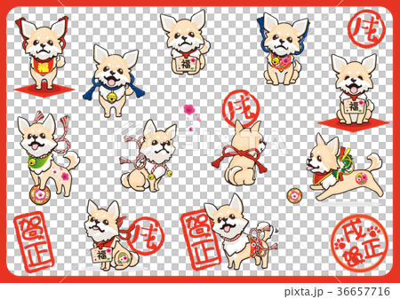 年賀用チワワ03 36657716