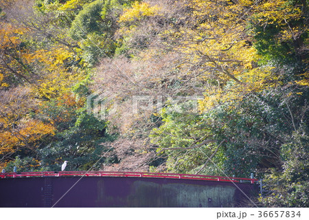 千葉県富津市竹岡十二天神社入口の紅葉 千葉県富津市竹岡十二天神社入口の紅葉 36657834