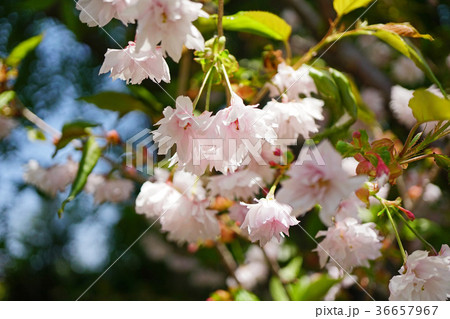 春を彩る美しいハナカイドウの写真素材