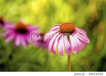 cone flower, American medicinal plant with flower cone flower, American medicinal plant with flower 36658395