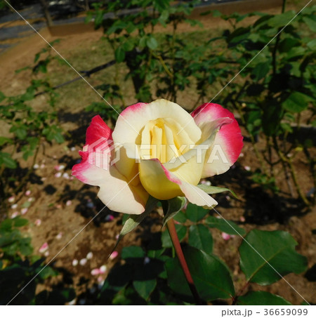 バラ　ダブルデライト 36659099