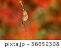 赤のベニマシコ雌 36659308