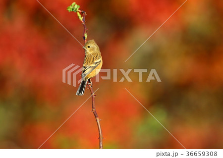 赤のベニマシコ雌 36659308