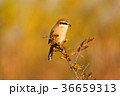 黄葉をバックにモズ雄 36659313