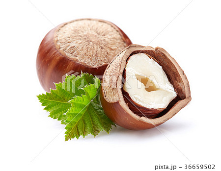 Hazelnuts with leaves 36659502