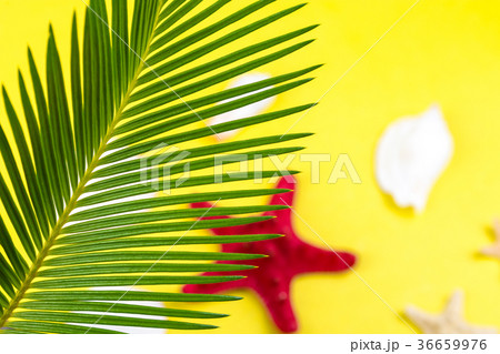 Tropical Background Palm Trees Branches Tropical Background Palm Trees Branches 36659976