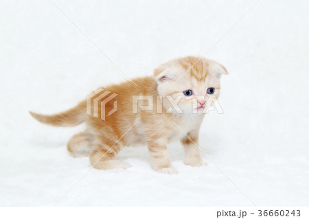 スコの子猫 スコの子猫 36660243