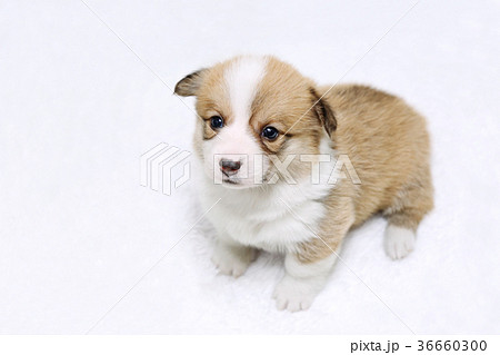 コーギー子犬の写真素材