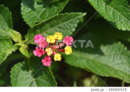 ランタナ 36660428