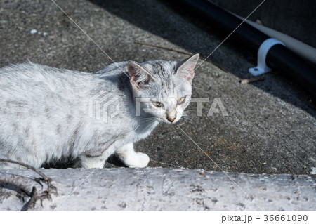 野良猫 36661090