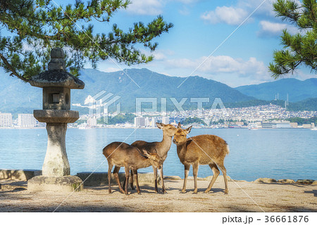 Deer on the island Itsukushima. Miyajima,  36661876