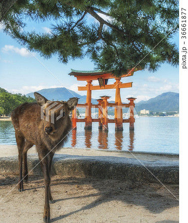 deer with the Great Torii of Itsukushima Shrine  36661877