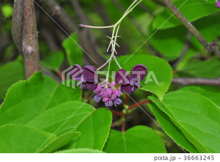 Five-leaf akebia (Akebia quinata) 36663245