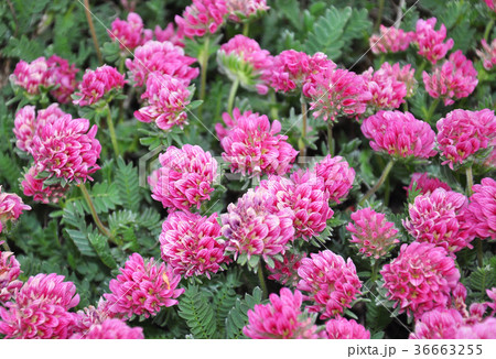 Mountain kidney vetch (Anthyllis montana) 36663255