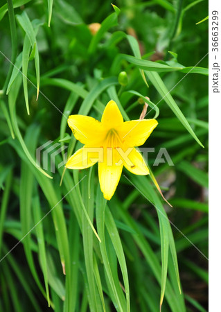 Dwarf daylily (Hemerocallis minor) 36663299