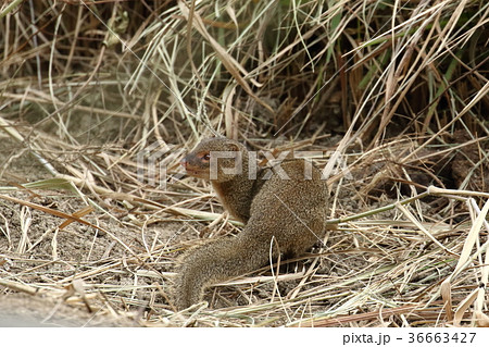 生き物 動物 フイリマングース、ハブ退治用に持ち込まれ今は悪役外来種。彼らも身勝手人間の被害者 生き物 動物 フイリマングース、ハブ退治用に持ち込まれ今は悪役外来種。彼らも身勝手人間の被害者 36663427