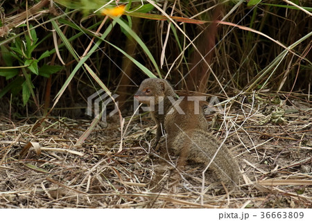 生き物　動物　フイリマングース、イタチに似ていますがイタチはイヌ亜目。こちらはネコ亜目だそうです 36663809