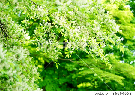 イヌザクラの花 イヌザクラの花 36664658