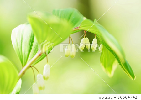 アマドコロの花 アマドコロの花 36664742