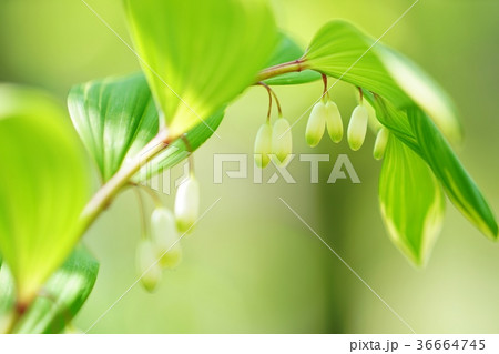 アマドコロの花 36664745