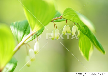 アマドコロの花 アマドコロの花 36664747