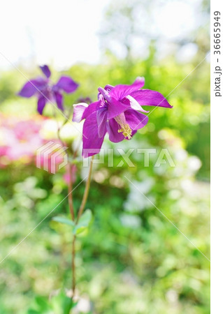 オダマキの花 36665949