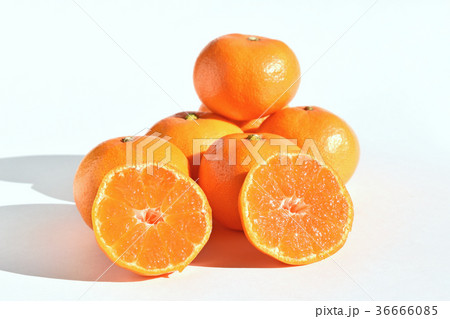 山北みかん 36666085