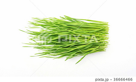 wheatgrass plant on a white background. wheatgrass plant on a white background. 36666466