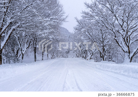 Road and tree covered by snow in winter. 36666875