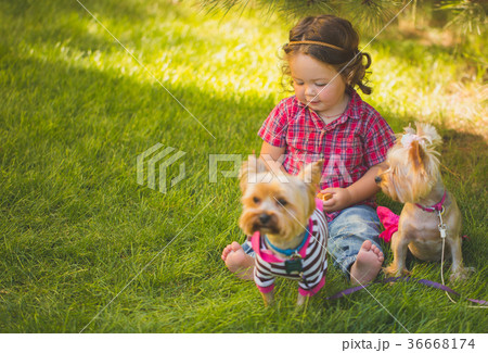 Baby girl and two yorkshire terrier 36668174