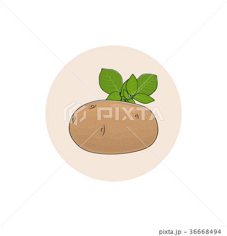 Icon Potato Vegetable Icon Potato Vegetable 36668494
