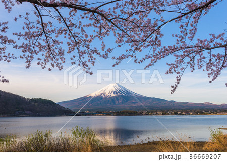 Mt. Fuji in Spring 36669207