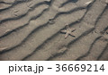 Sea star on the sand 36669214