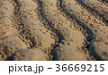 Close-up of the yellow sand at the Persian Gulf 36669215