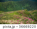 Woman on top of mountain 36669220