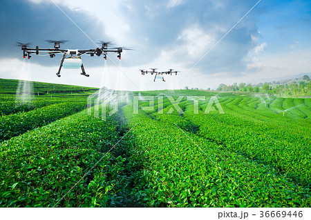 Drone fly to sprayed fertilizer on green tea field Drone fly to sprayed fertilizer on green tea field 36669446