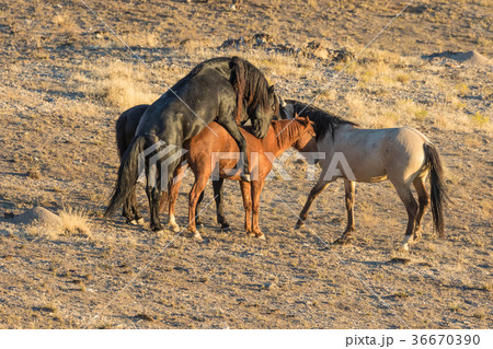 Wild Horses Mating - Stock Photo [36670390] - PIXTA