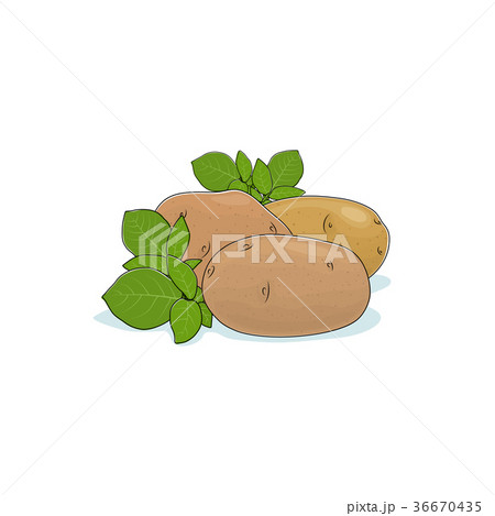 Potato Isolated on White 36670435