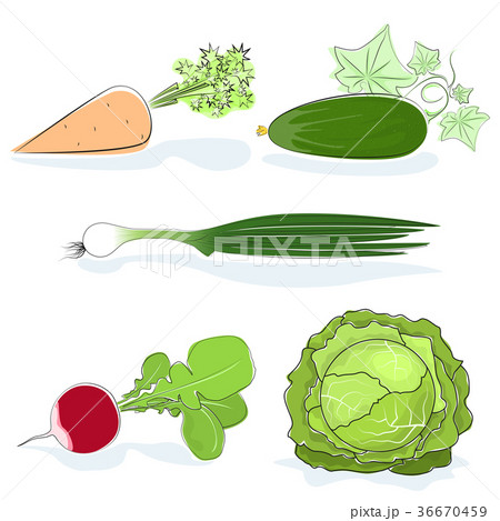 Gardening Vegetables Isolated on White 36670459